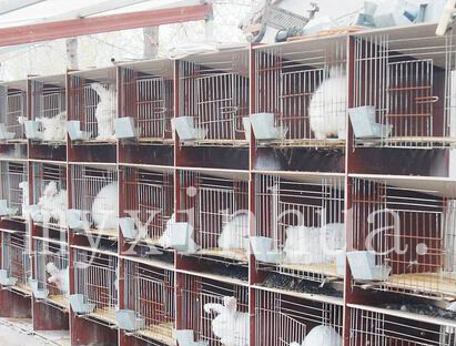 兔子養殖在冬季的養殖要注意哪些？